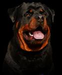 TESTIFY KENNELS OFFER 8 (ROTTWEILER) PUP FOR SALE CALL 09540809687