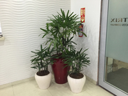 Indoor And Outdoor Plants On Rent In Gurgaon
