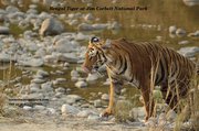 Get Corbett Tour Packages-Corbett National Park