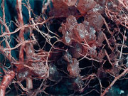 water retention polymer for better farming