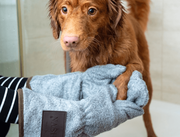 Get those paws on the best Dog Grooming Services in Delhi